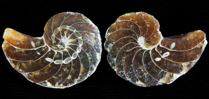 Cut & Polished Nautilus Fossil - #45701